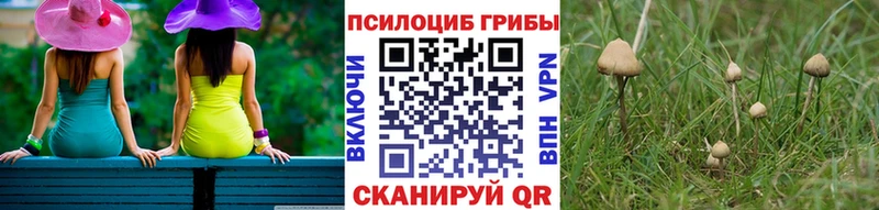 Купить где  Тбилисская  Галлюциногенные грибы Psilocybine cubensis 